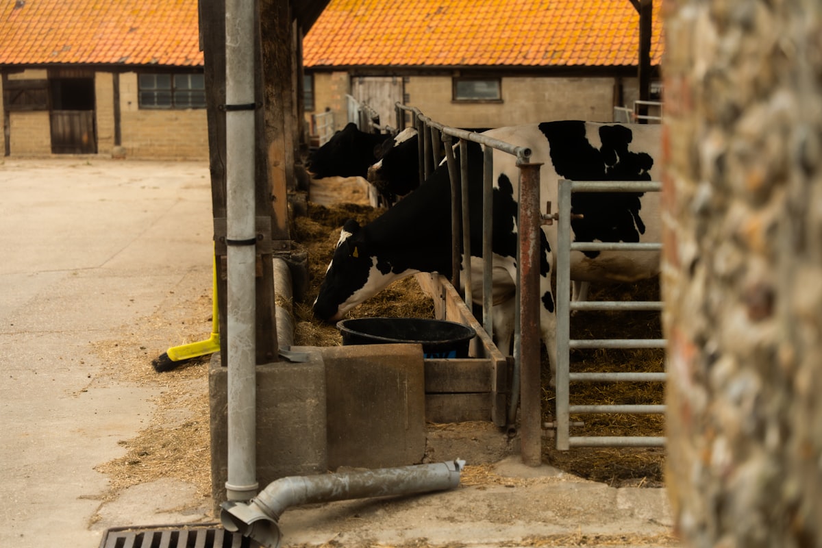 Healthy livestock on pasture