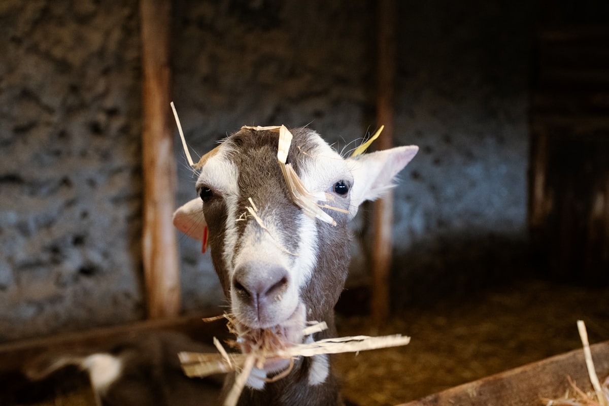 Goats on diverse pasture with shrubs